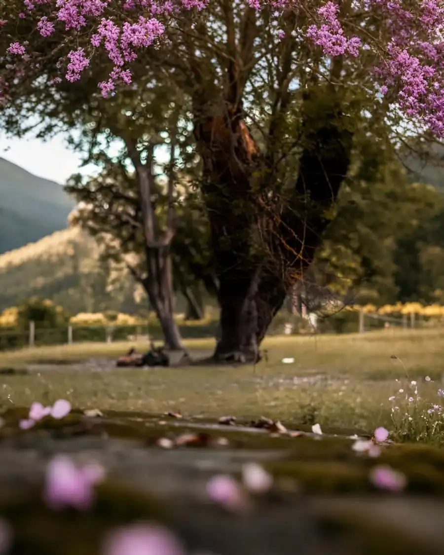 Editing Tree With Purple Flowers HD Background