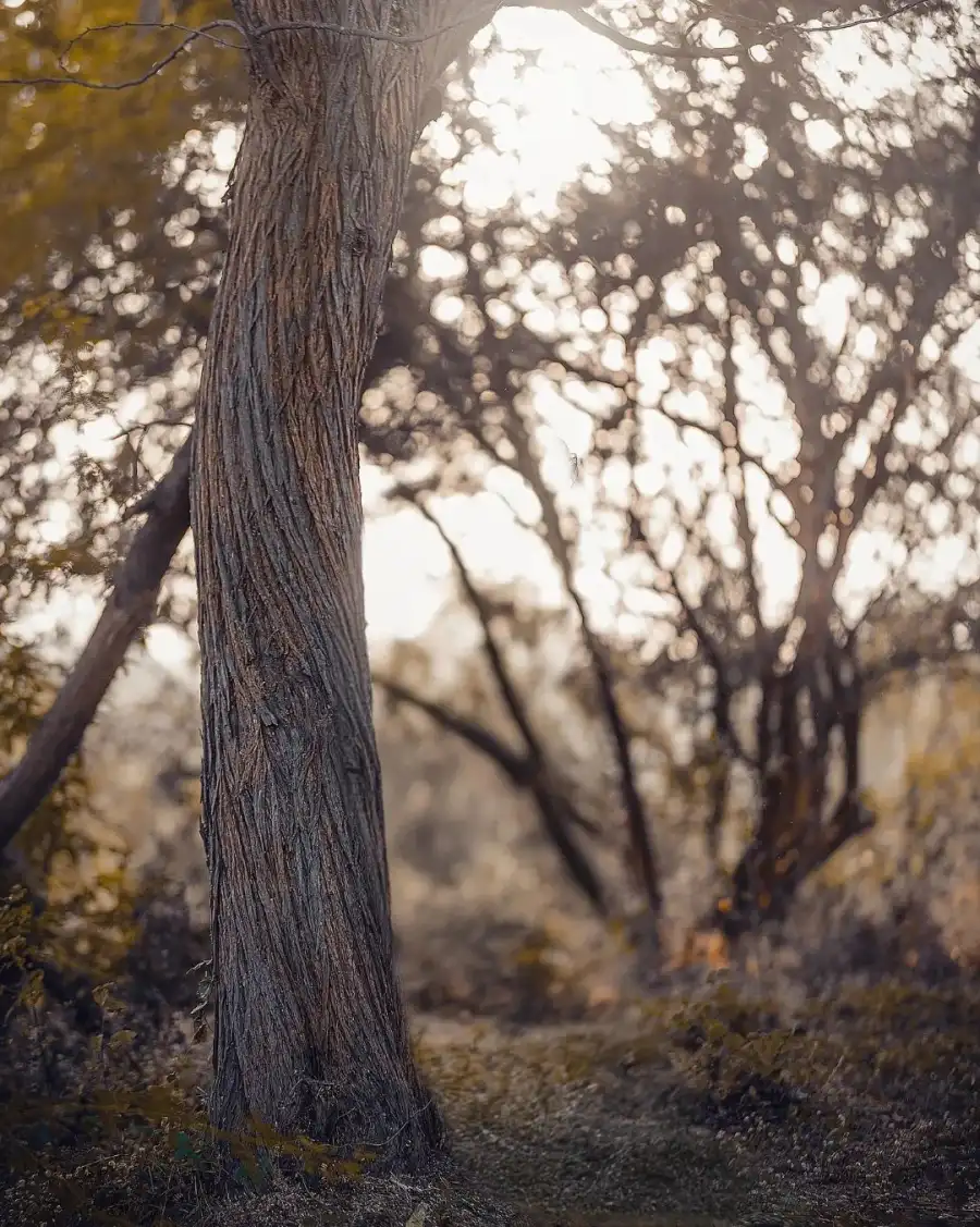 Editing Tree With Yellow Leaves HD Background