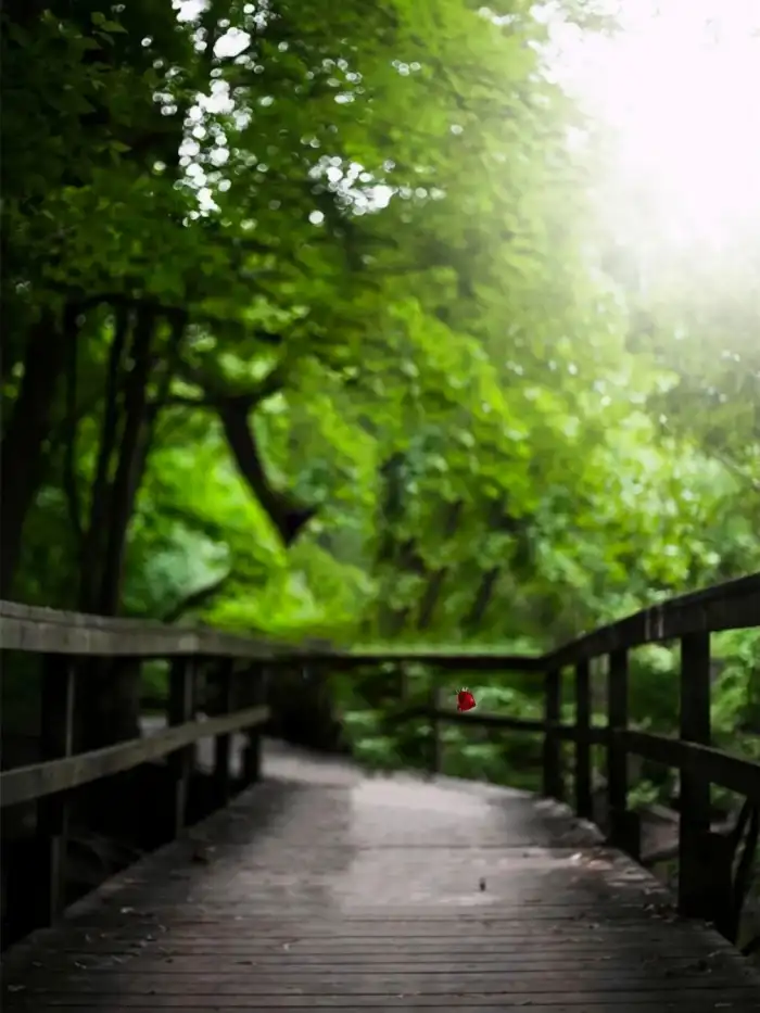 Editing Wooden Bridge With Trees On Either Side Of It Background