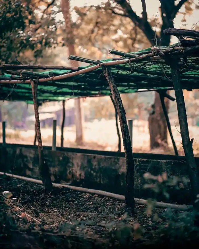 Editing Wooden Structure In A Forest Background