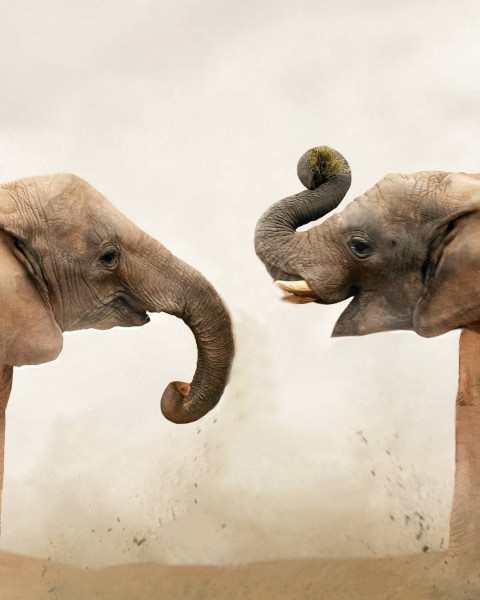 Elephant Photo Editing HD Background