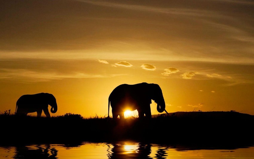 Elephant Sahara Background HD Download Free