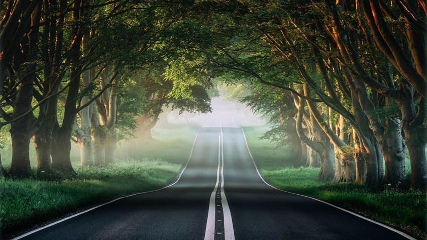 Empty Forest Tree Road Background HD Background Free