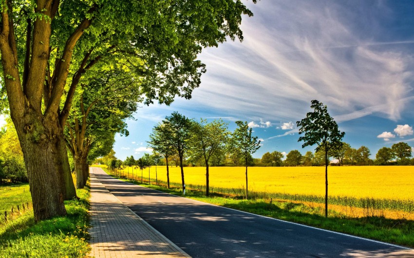 Empty Tree Side Road Background HD Background Free