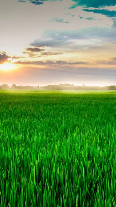 Farm Field Background HD Download