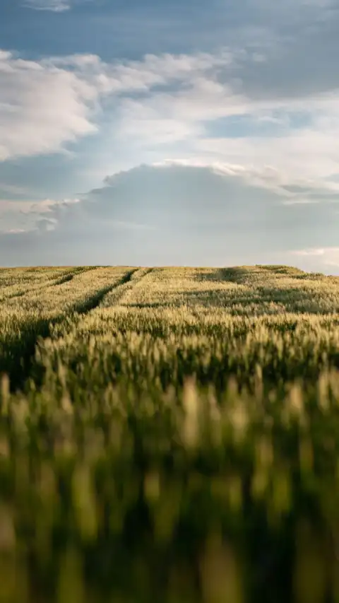 Farm Field Background HD Download