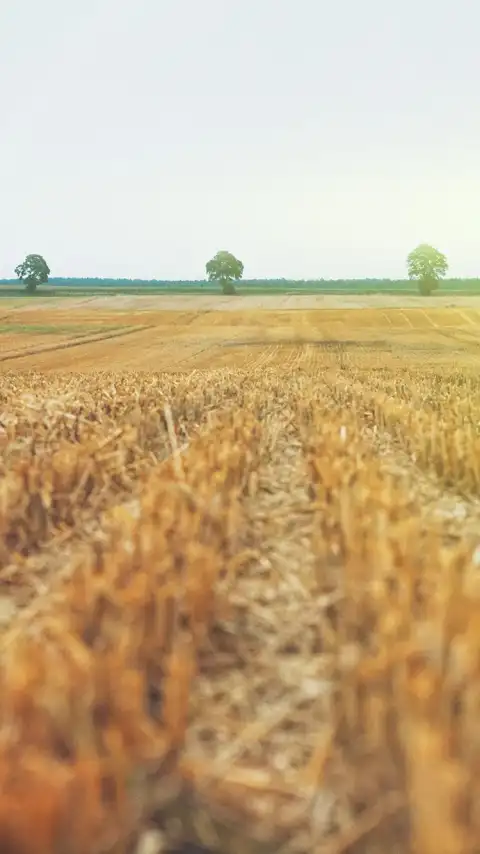 Farm Field Background HD Download