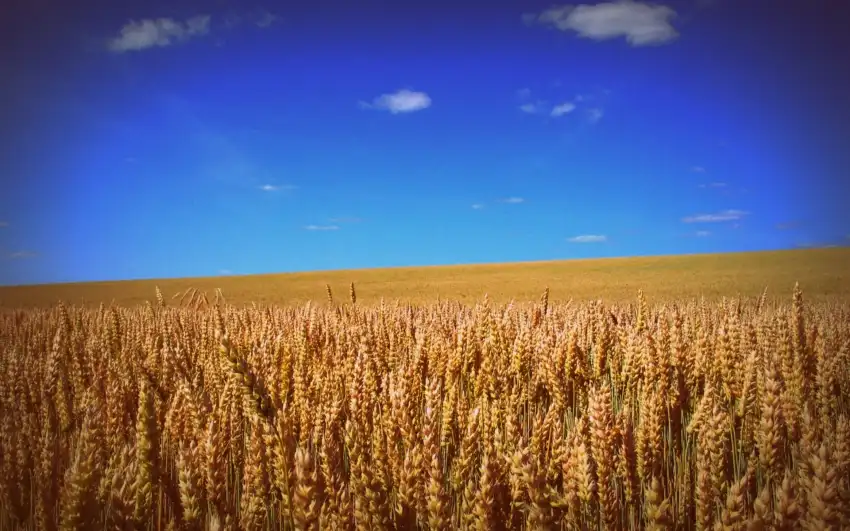 Farm Field Background HD Download