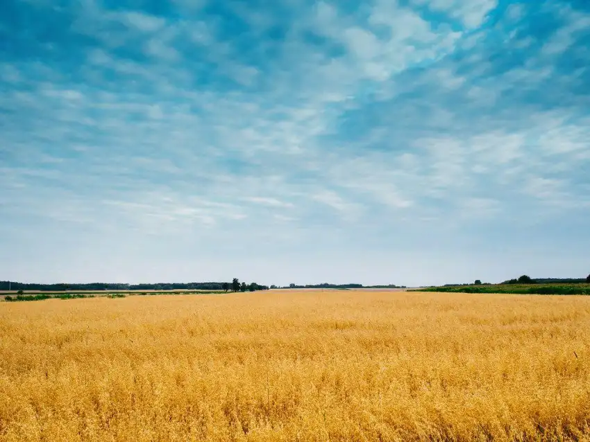 Farm Field With Blue Sky Background HD Download