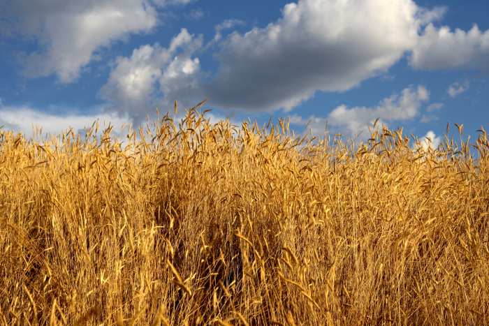 Farm Sky  Flex Banner Background High Resolution Free