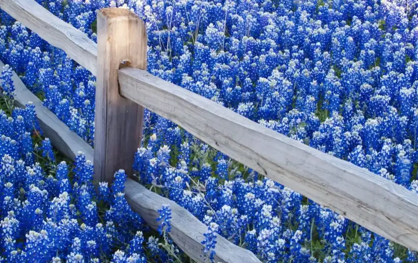 Fence Spring Field Background HD Download