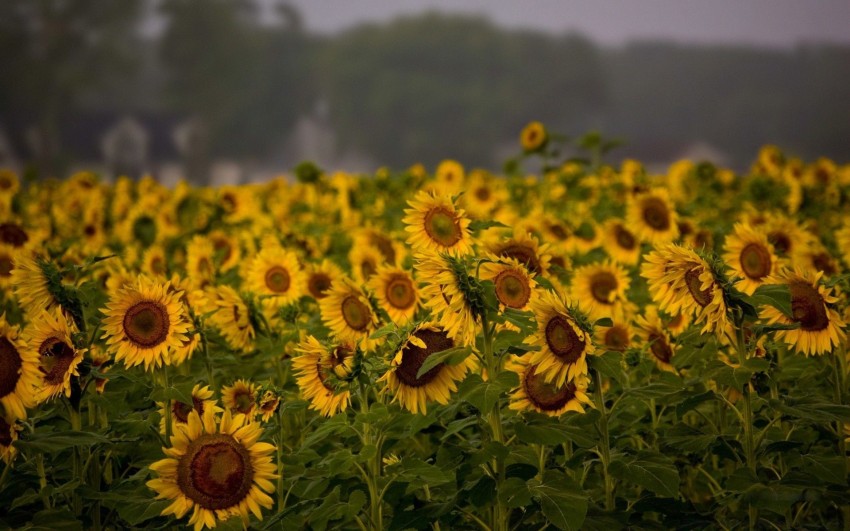 Field Background Wallpaper HD Download