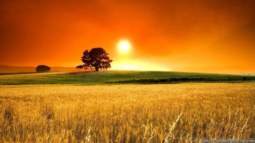 Field Background Wallpaper HD Download