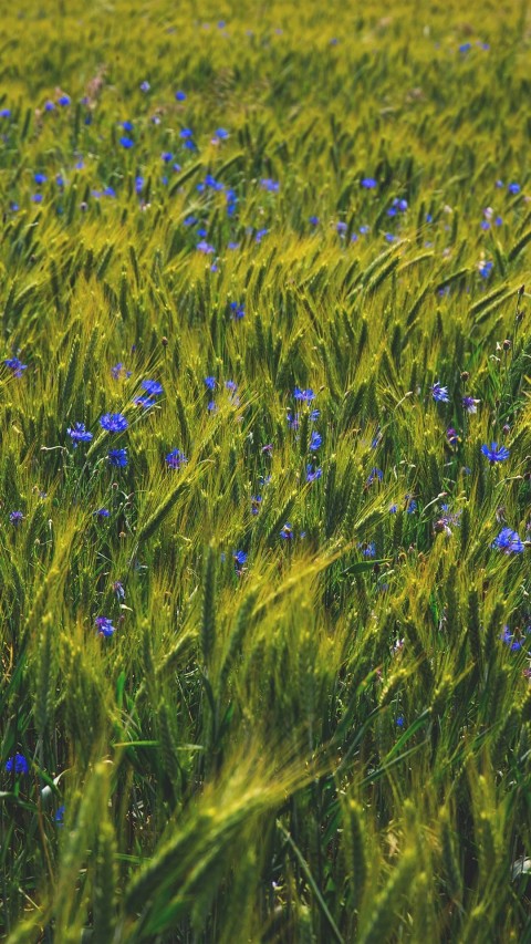 Field Background Wallpaper HD Download