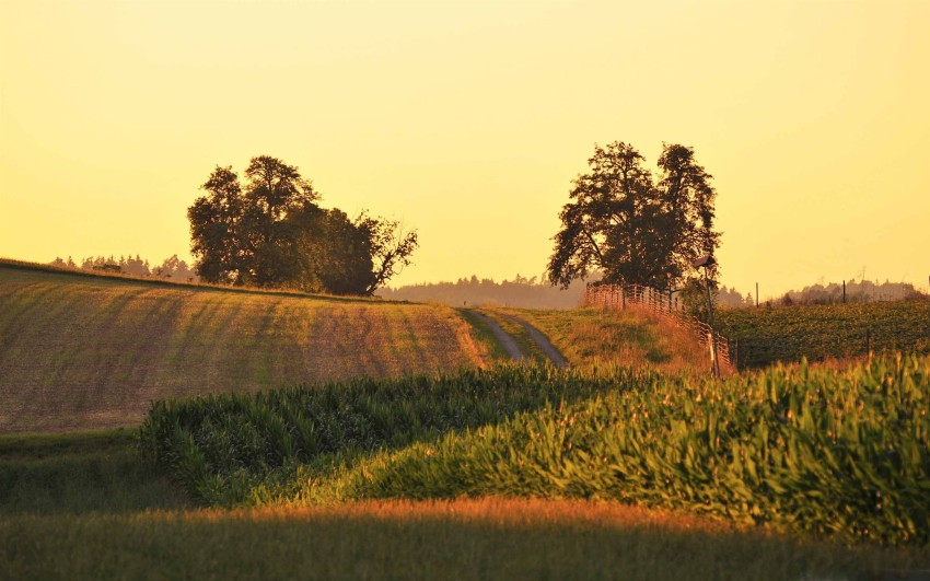 Field Background Wallpaper HD Download