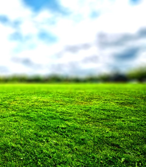 Field Grass CB Photoshop Editing Background HD  Download