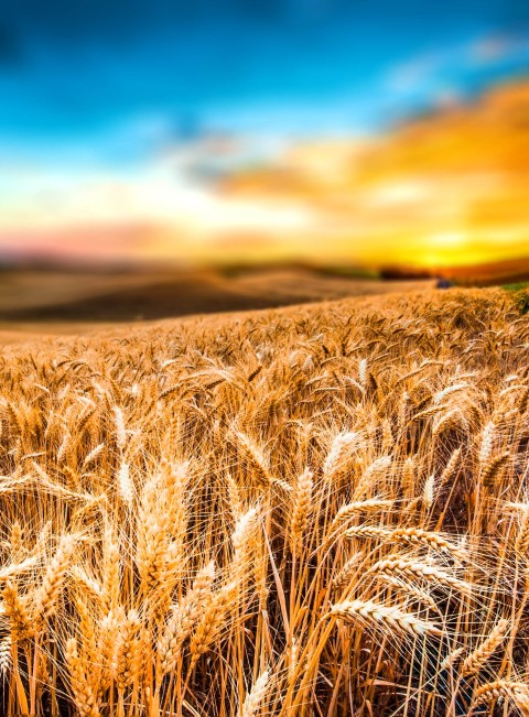 Field Wheat Picsart Editing Background HD Download Free