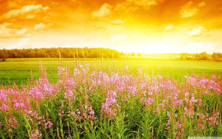 Field With Sky Photo Background Wallpaper HD Download