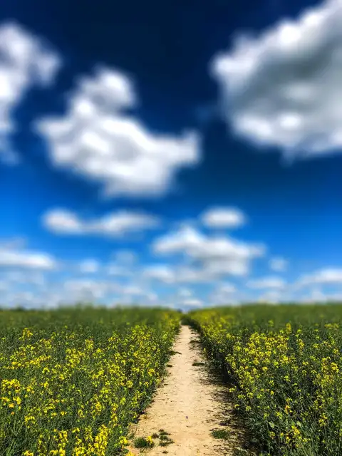 Field With Sky  Picsart Editing Background HD Download