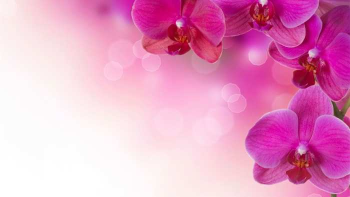 Flower Design  Flex Banner Background High Resolution Free