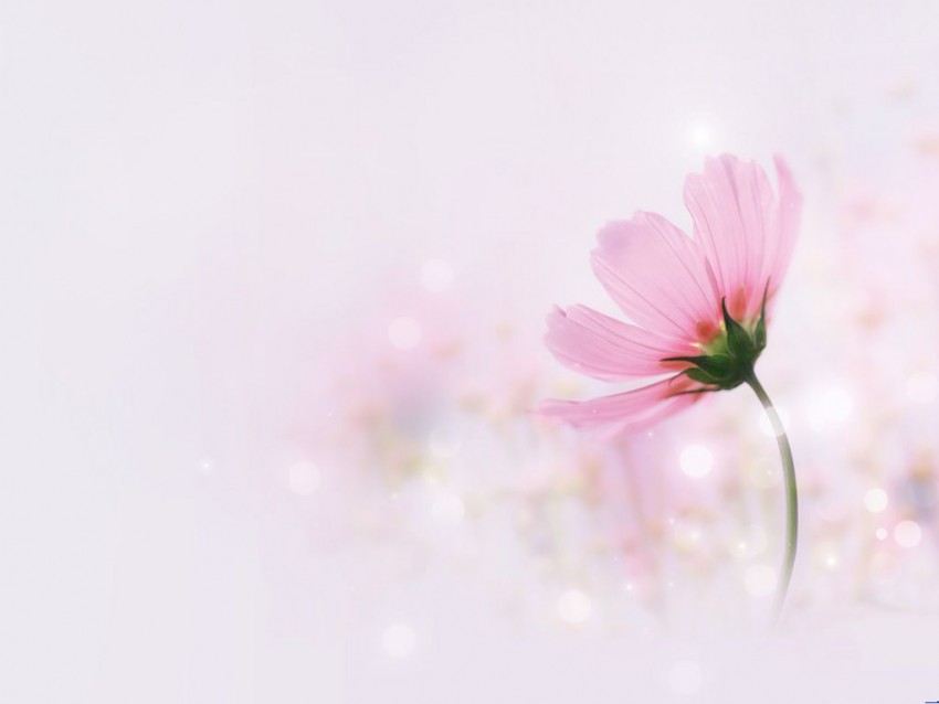 Flower Elegant PowerPoint Background Download (2)