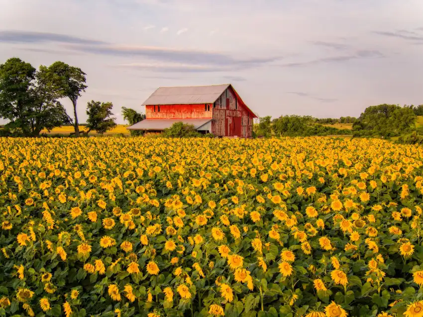 Flower Farm Field Background HD Download