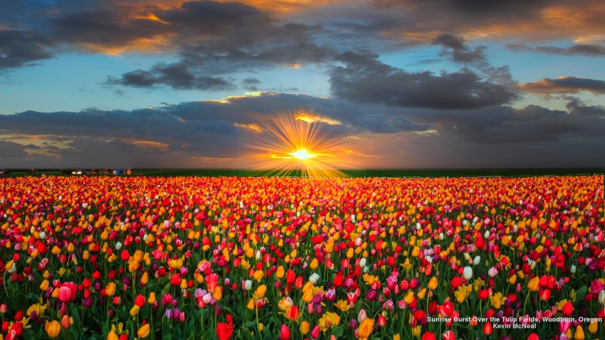 Flower Field Background Wallpaper HD Download