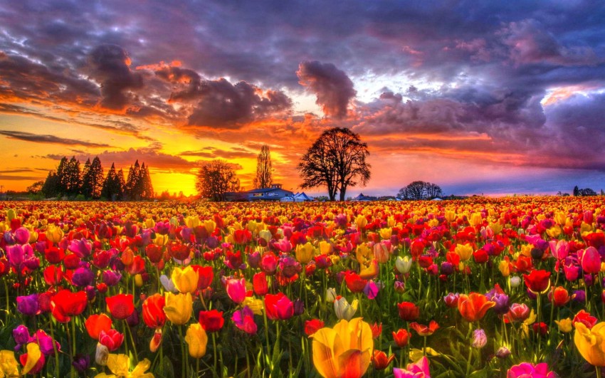 Flower Field Background Wallpaper HD Download