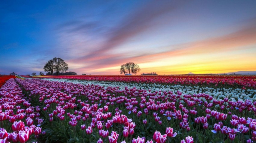 Flower Field Background Wallpaper HD Download