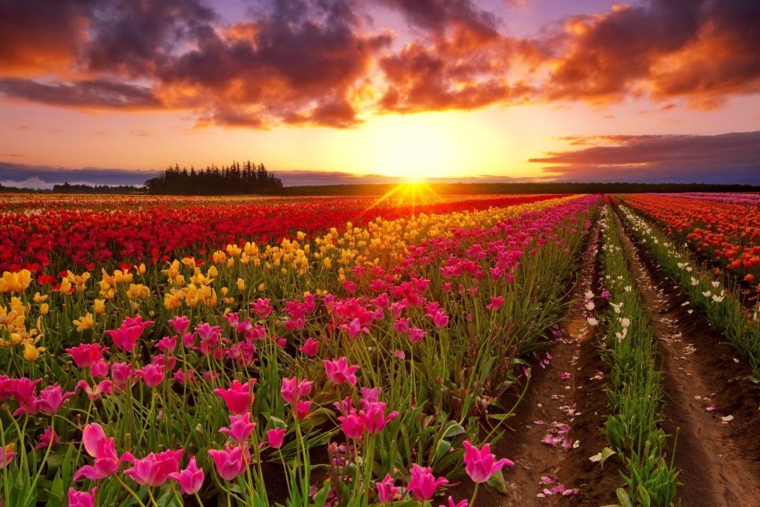 Flower Field Background Wallpaper HD Download