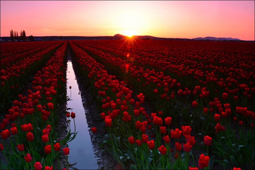 Flower Field Background Wallpaper HD Download