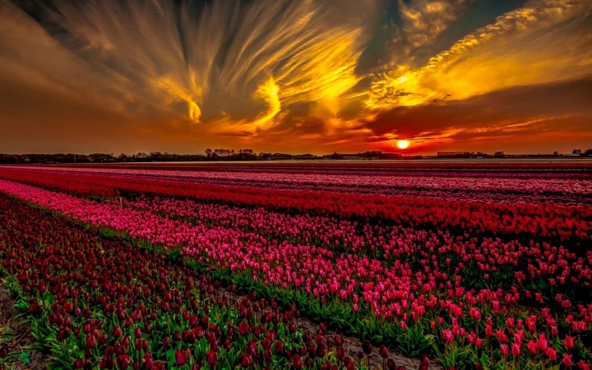 Flower Field Background Wallpaper HD Download