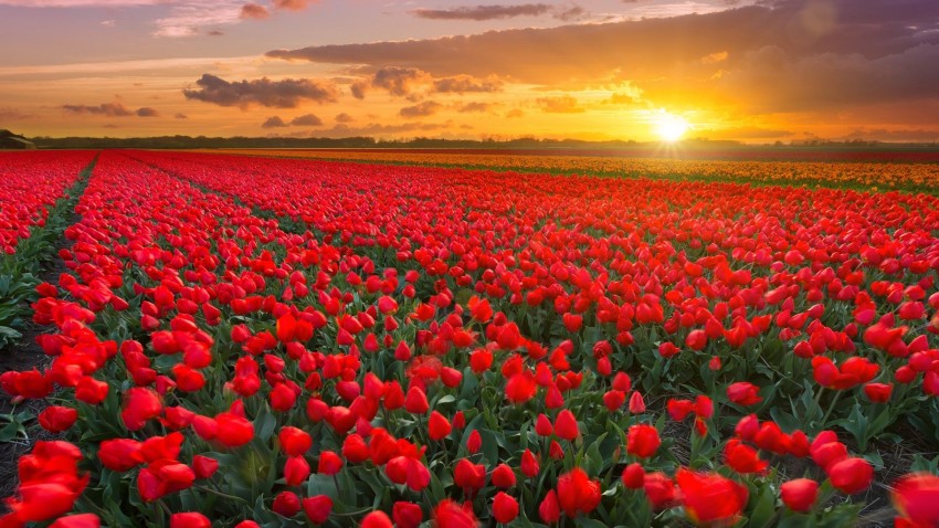 Flower Field Background Wallpaper HD Download