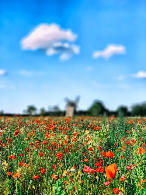 Flower Field CB Picsart Editing Background HD Download