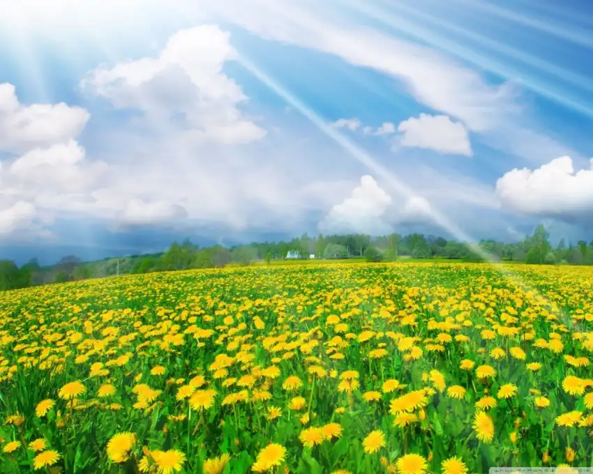 Flower Spring Field Background HD Images Photos Download