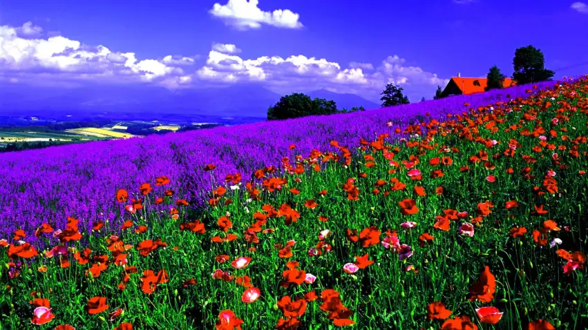 Flower Spring Field Background HD Images Photos Download