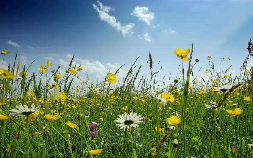 Flower Spring Field Background HD Images Photos Download