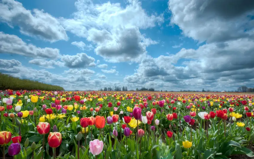 Flower Spring Field Background HD Images Photos Download