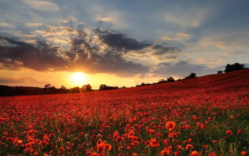 Flower Sunset Field Background  HD Download