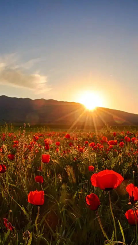 Flower Sunset Field Background  HD Download