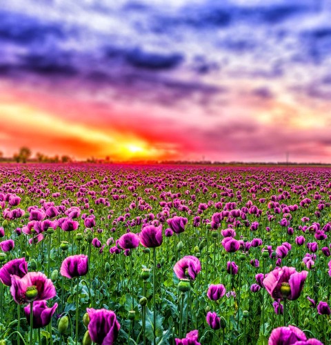 Flower Sunset Garden CB Picsart Editing Background HD Download