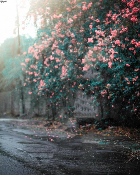 Flower Tree On Road Picsart Background