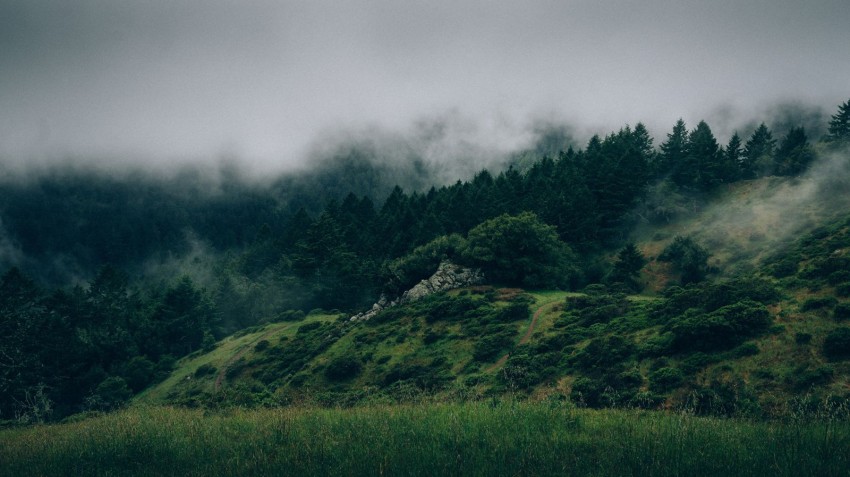 Fog Sky With Tree Background HD Download Free