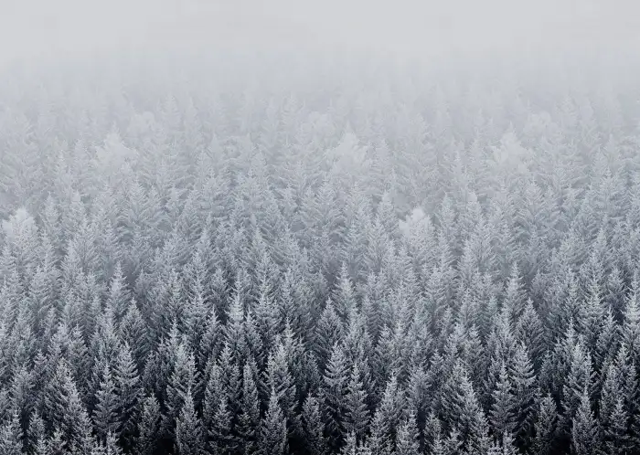 Fog Snow Winter Forest Background HD Wallpaper Free