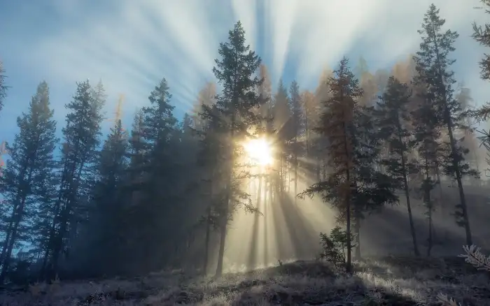 Fog Wintersun Forest Background HD Wallpaper