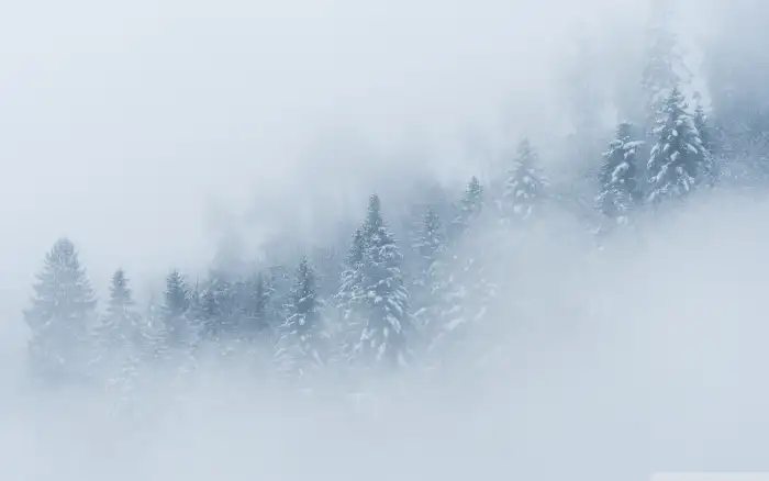 Fogy Mountain Winter Forest Background HD Wallpapers