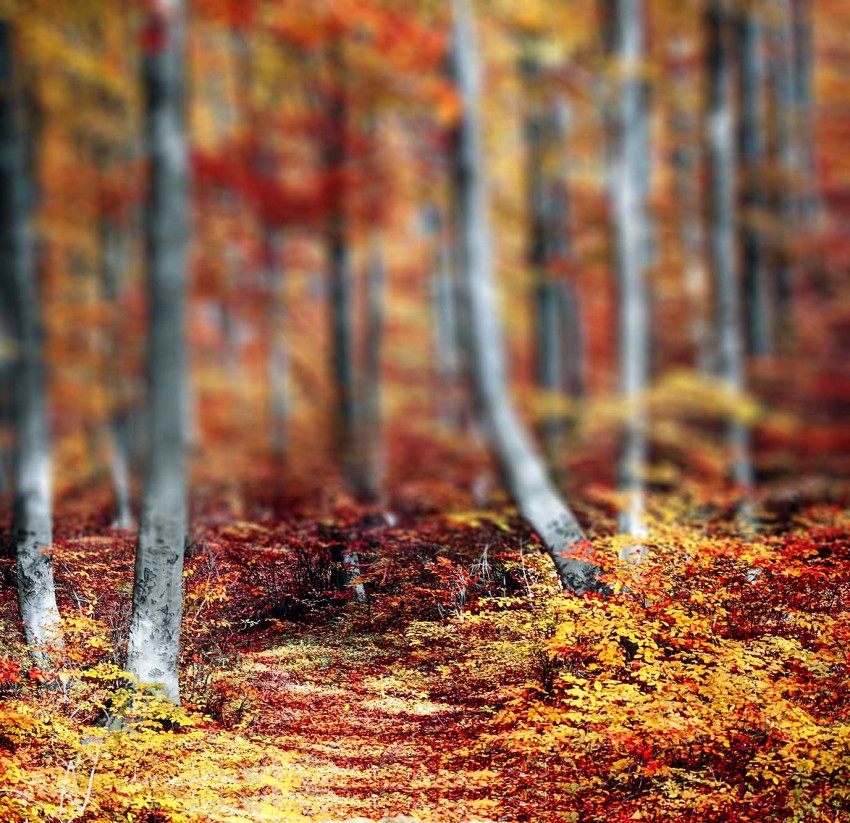 Forest Autumn  CB Picsart Background Full HD Download