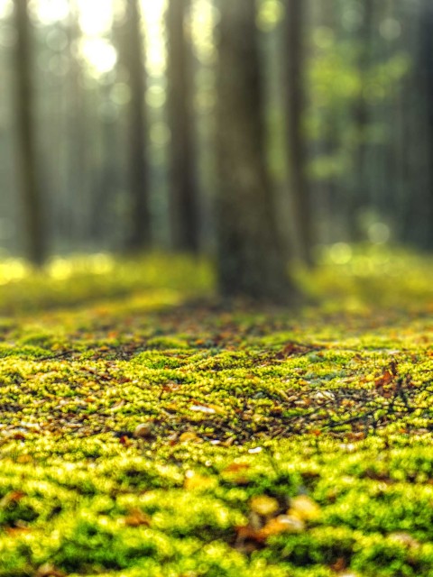 Forest Blur CB Picsart Background Full HD Download