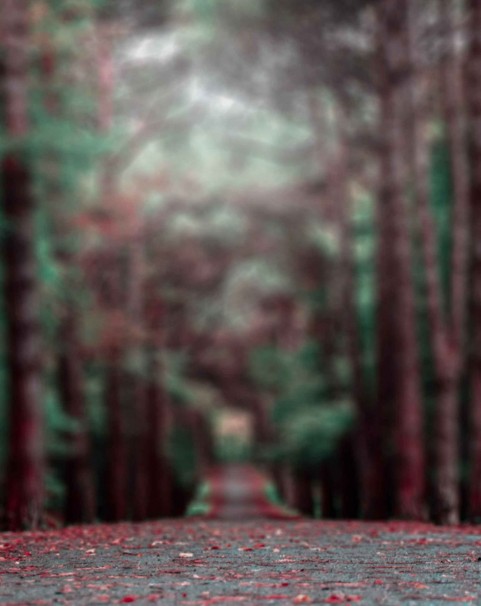 Forest Blur  Editing PicsaArt Background Full HD