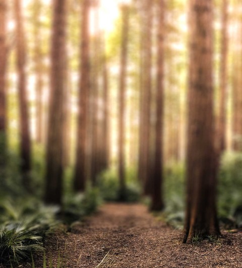 Forest Blurred  CB Picsart Background Full HD Download